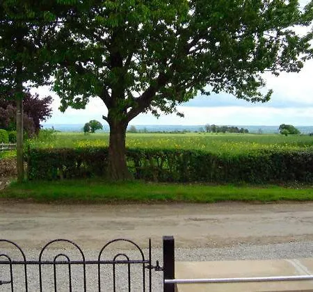 Oak Tree